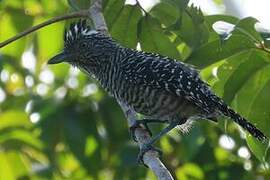 Barred Antshrike