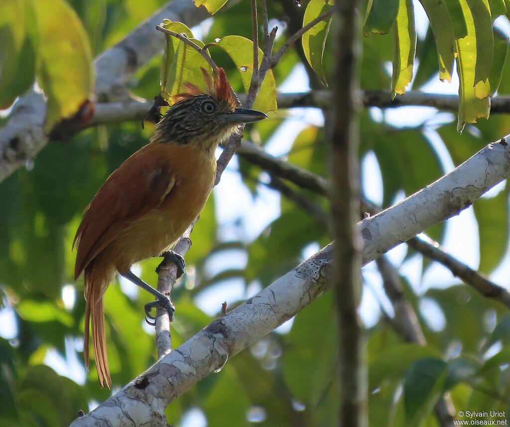 Barred Antshrike female adult