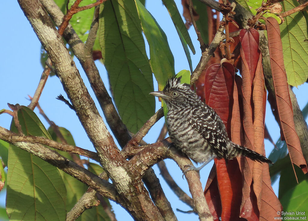 Barred Antshrike male adult