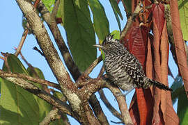 Barred Antshrike