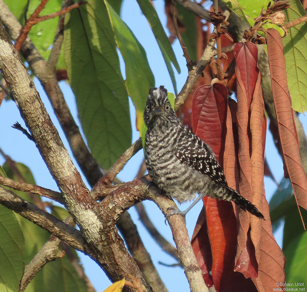 Barred Antshrike male adult