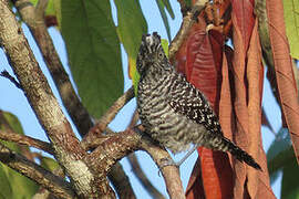 Barred Antshrike