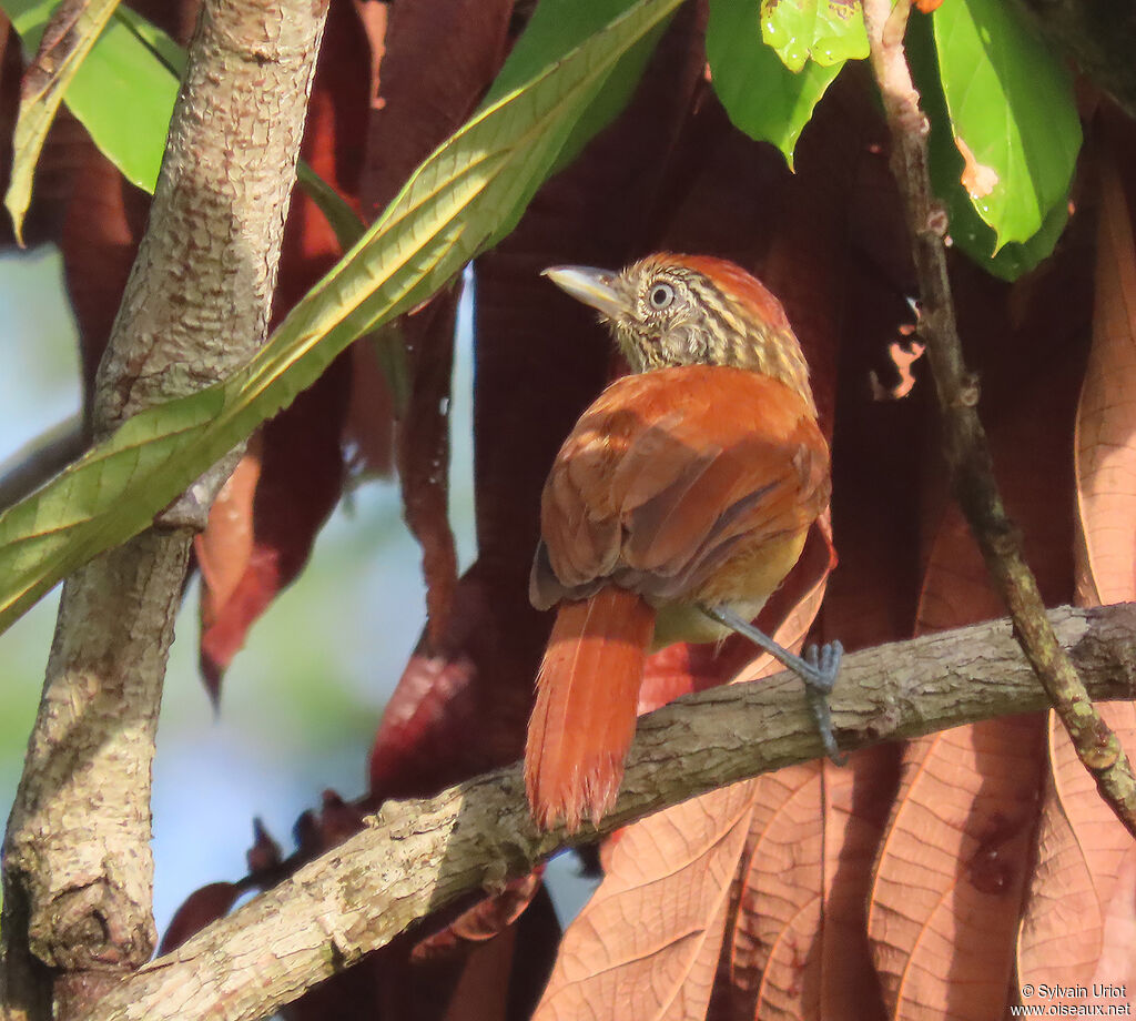 Barred Antshrike female adult