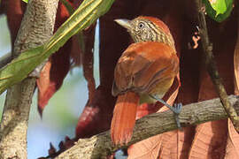 Barred Antshrike