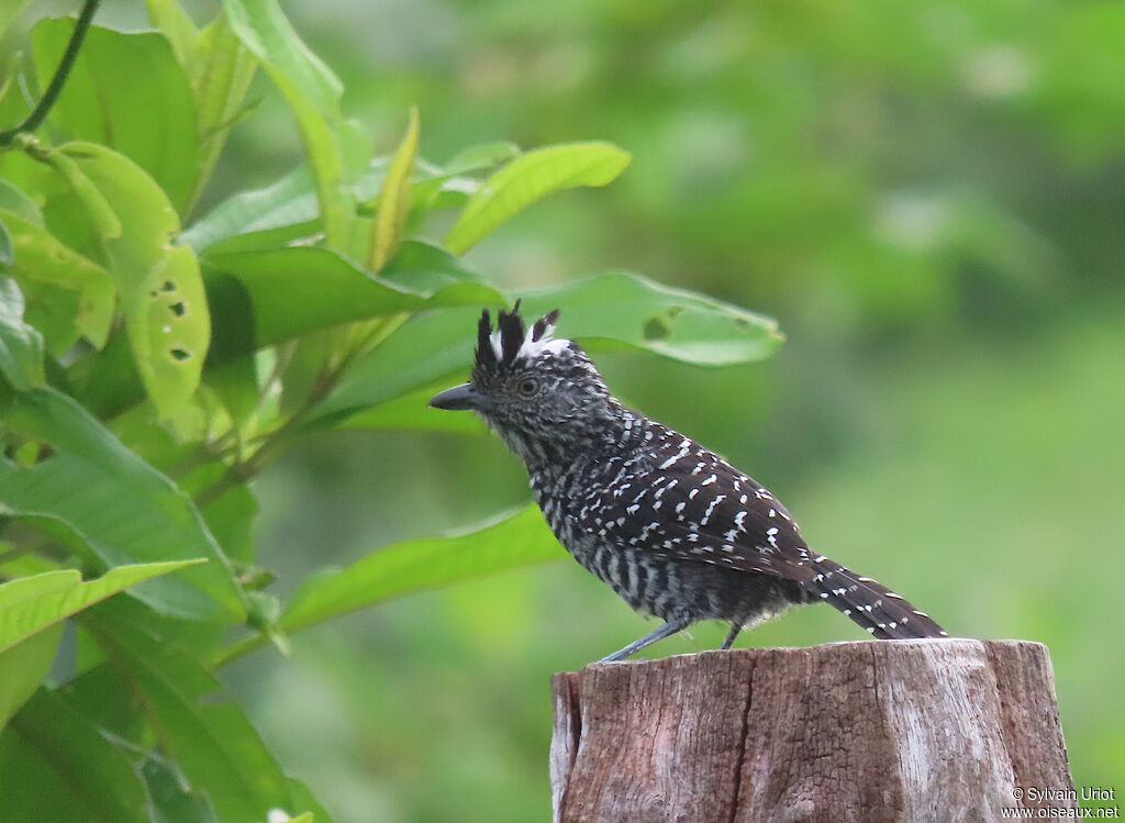 Barred Antshrike