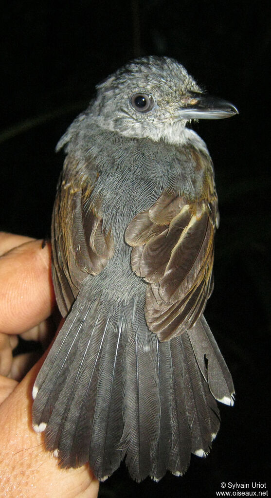 Mouse-colored Antshrike male adult