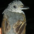 Batara souris