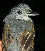 Mouse-colored Antshrike