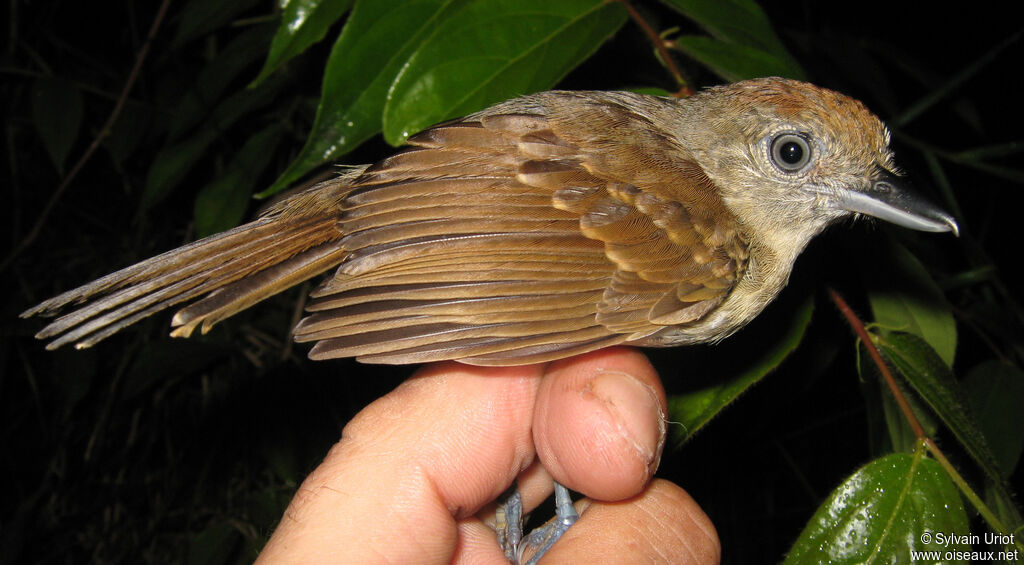 Mouse-colored Antshrike female adult