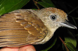 Mouse-colored Antshrike