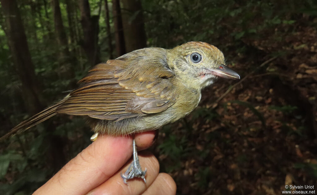 Mouse-colored Antshrike female adult