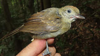 Mouse-colored Antshrike