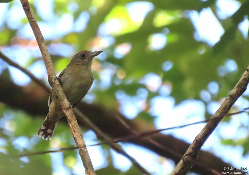 Northern Slaty Antshrike female adult