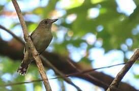 Northern Slaty Antshrike