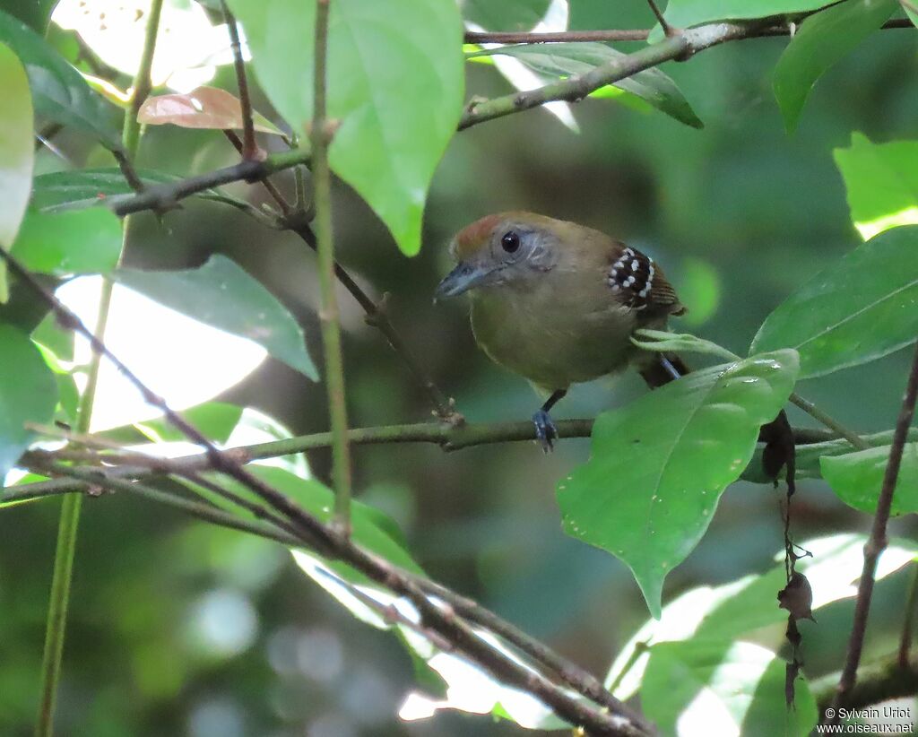 Northern Slaty Antshrike female adult