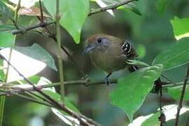 Northern Slaty Antshrike