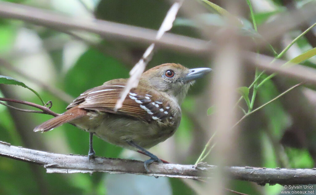 Northern Slaty Antshrike female adult