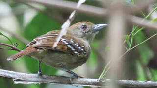 Northern Slaty Antshrike