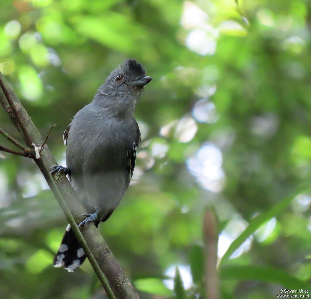 Northern Slaty Antshrike male adult