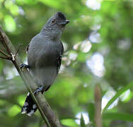 Northern Slaty Antshrike