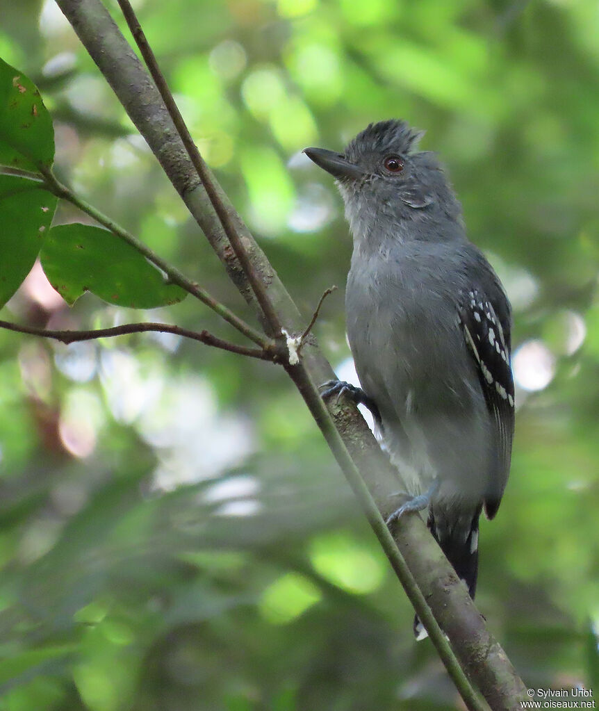 Northern Slaty Antshrike male adult