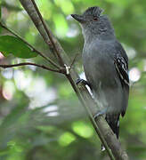 Northern Slaty Antshrike