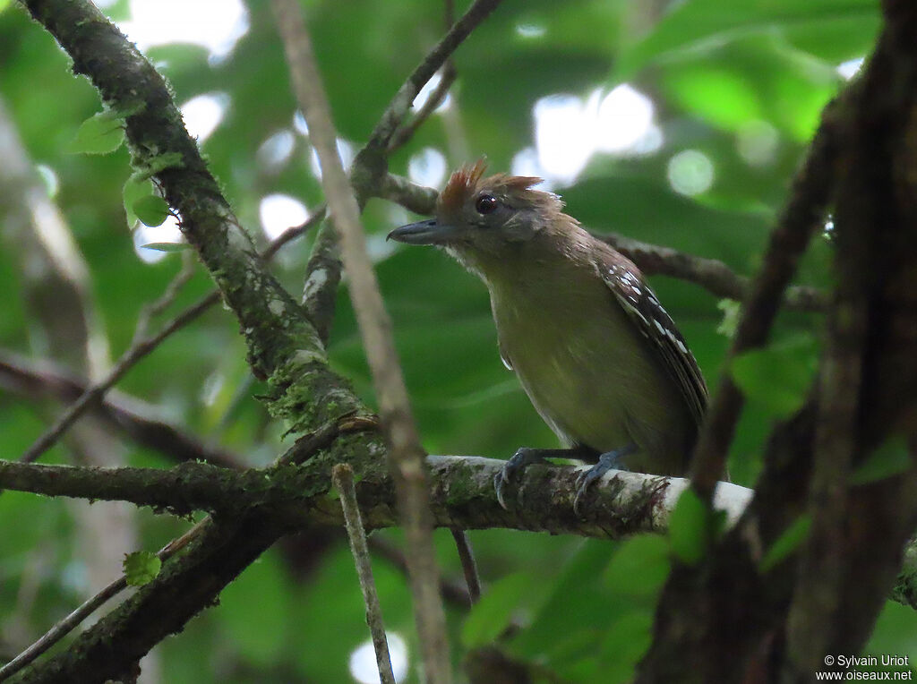 Northern Slaty Antshrike female adult