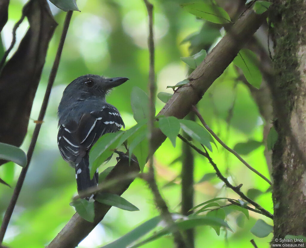 Northern Slaty Antshrike male adult