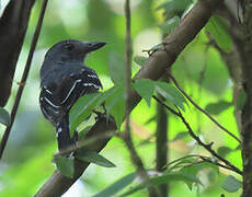 Northern Slaty Antshrike