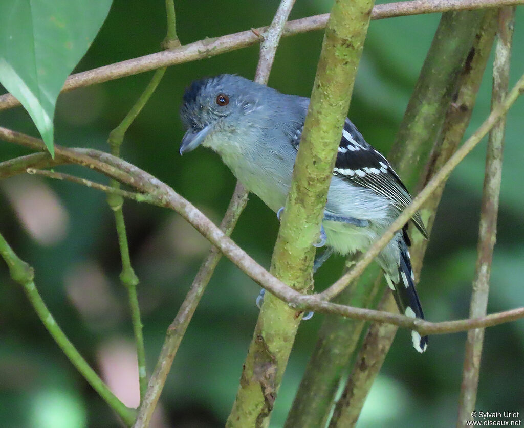 Northern Slaty Antshrike male adult