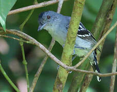 Northern Slaty Antshrike