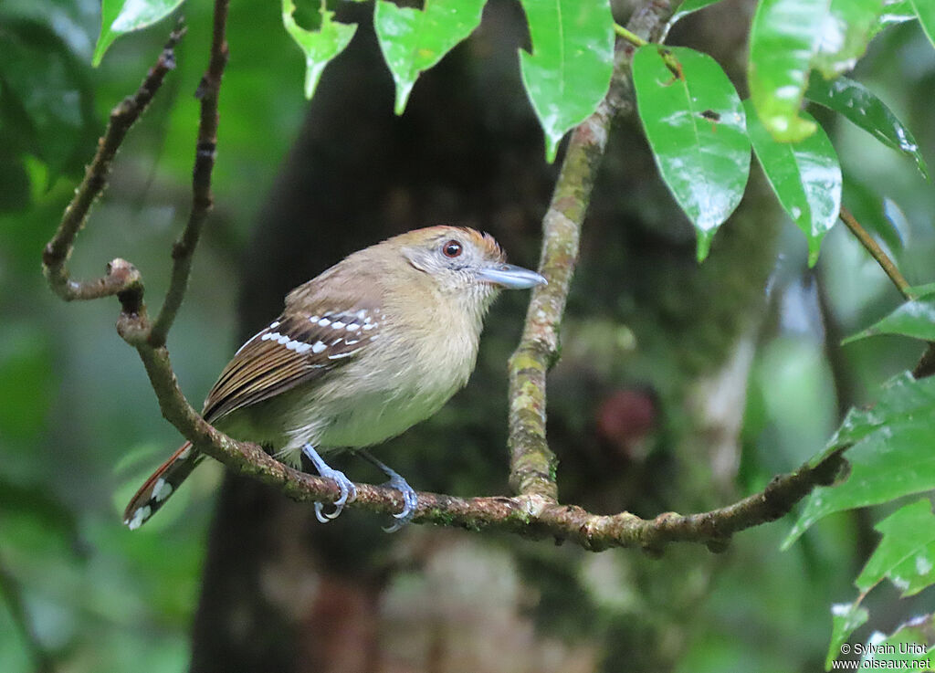 Northern Slaty Antshrike female adult