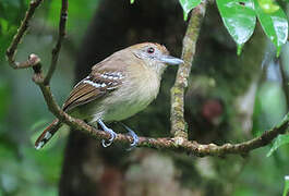 Northern Slaty Antshrike