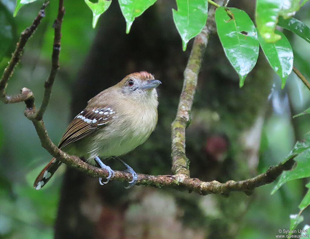 Northern Slaty Antshrike female adult