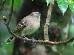 Northern Slaty Antshrike