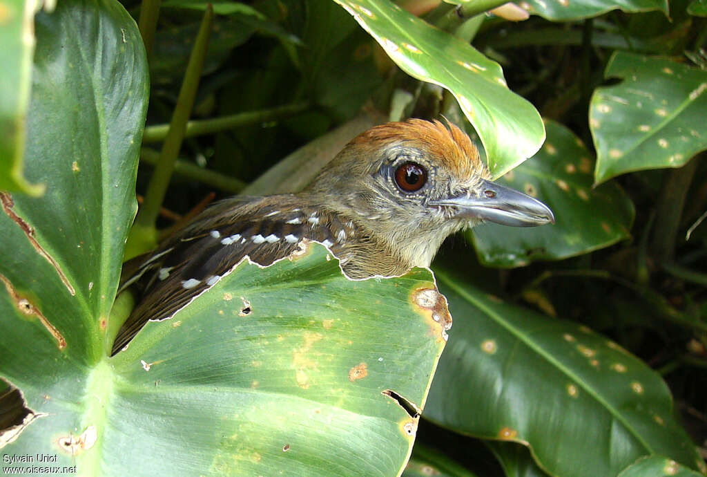 Northern Slaty Antshrike female adult, close-up portrait