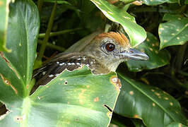 Northern Slaty Antshrike