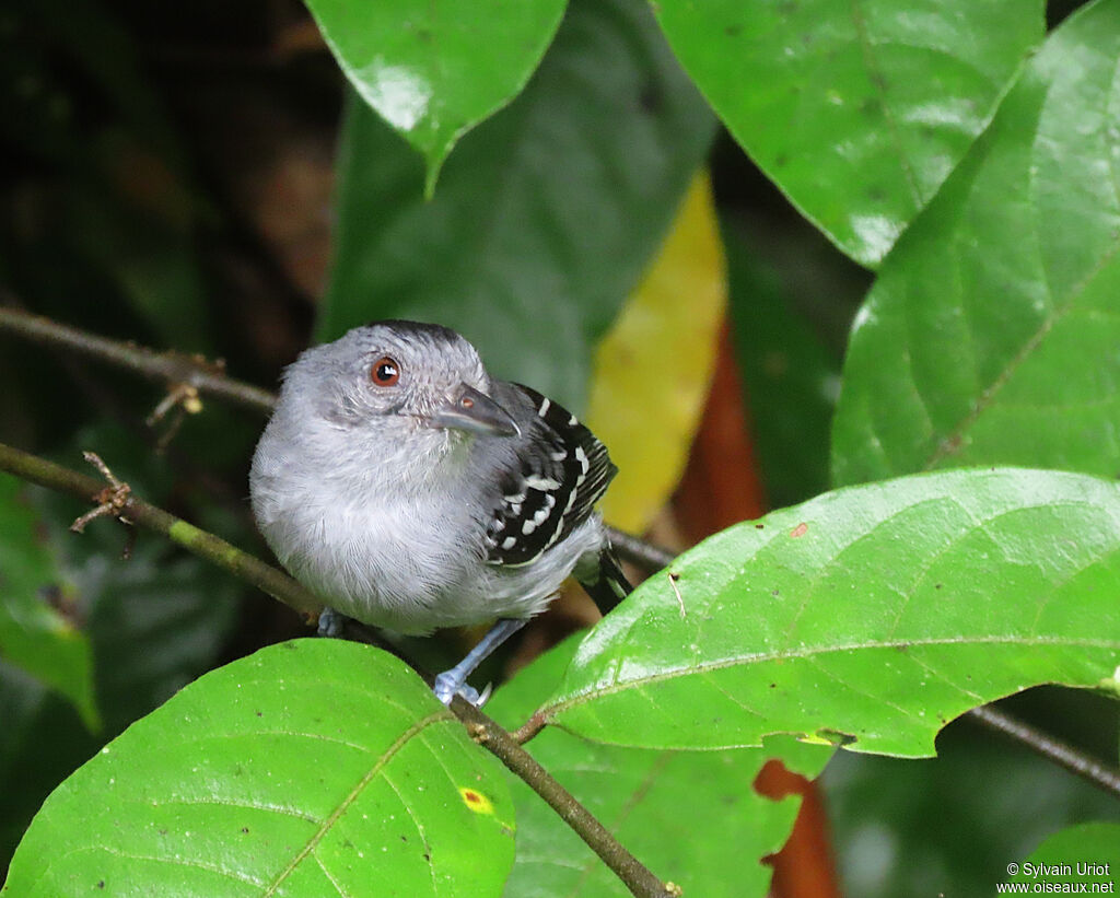 Northern Slaty Antshrike male adult