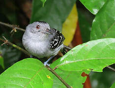 Northern Slaty Antshrike