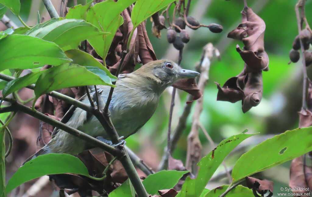 Northern Slaty Antshrike female adult