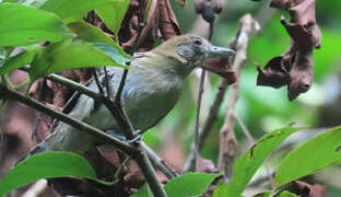 Northern Slaty Antshrike