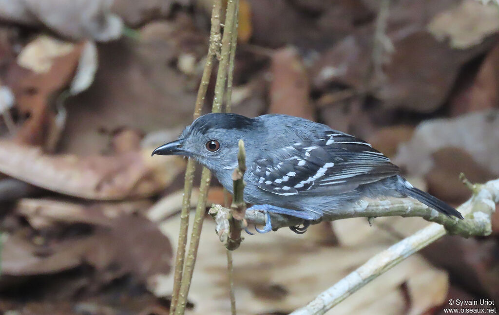 Northern Slaty Antshrike male adult