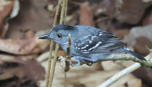 Northern Slaty Antshrike