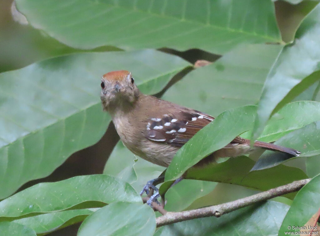 Northern Slaty Antshrike female adult