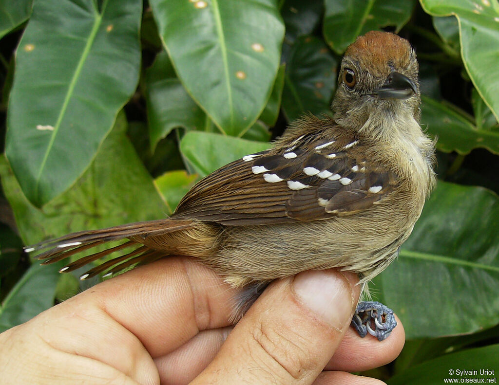 Batara tacheté femelle adulte