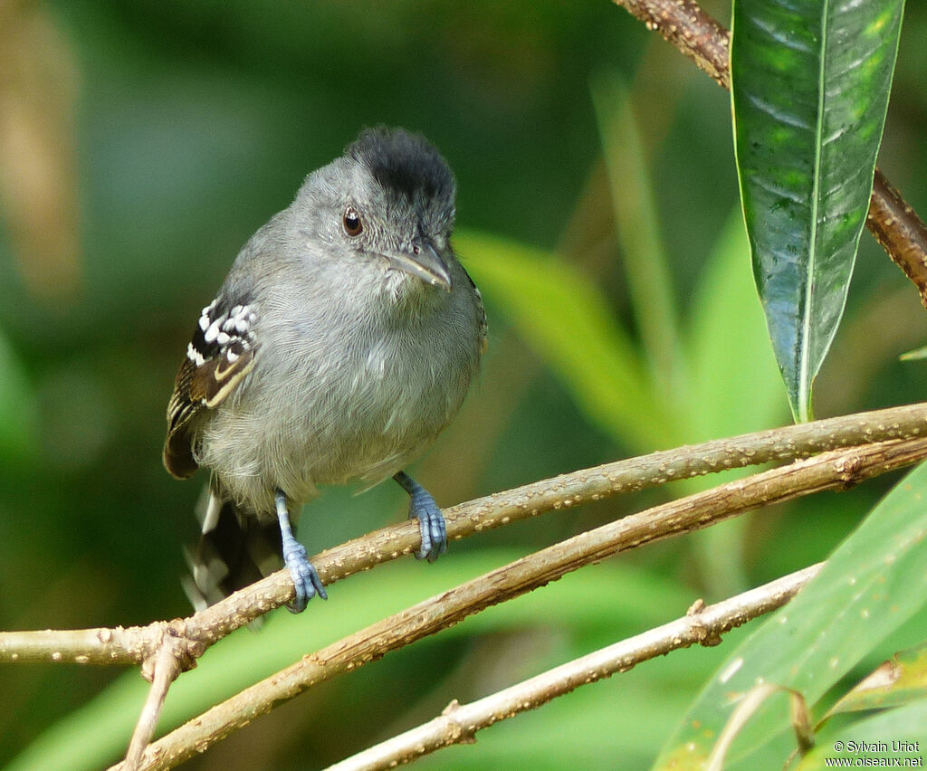 Northern Slaty Antshrikesubadult