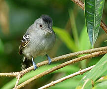 Northern Slaty Antshrike