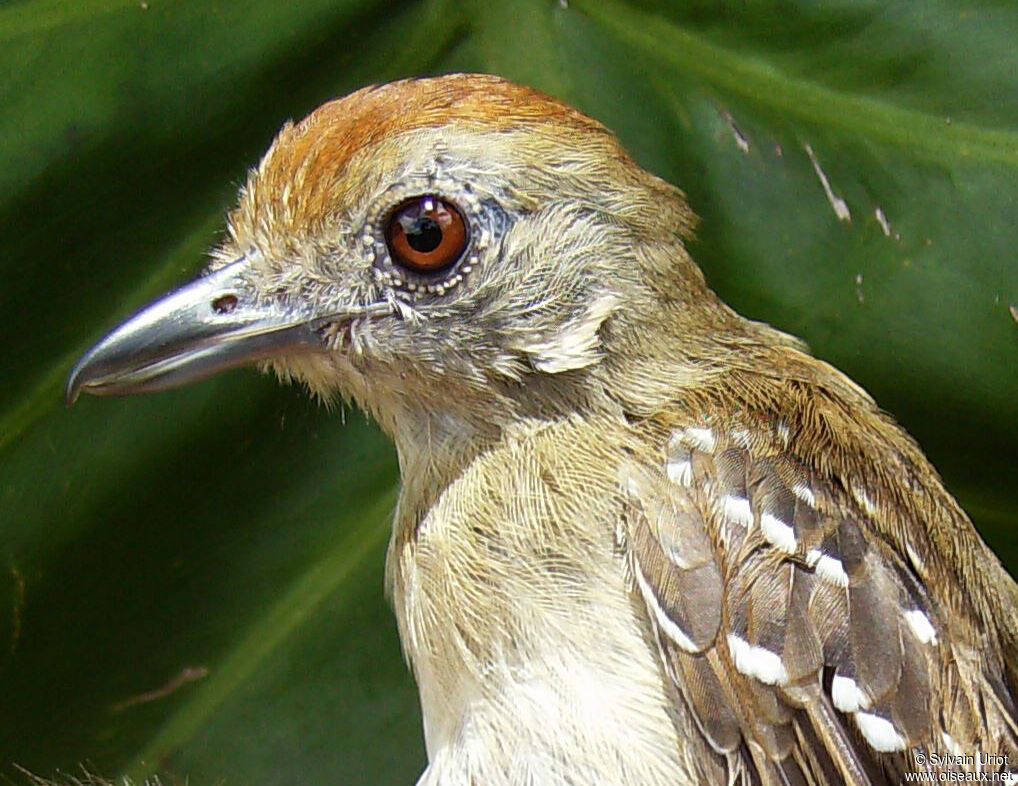 Northern Slaty Antshrike female adult