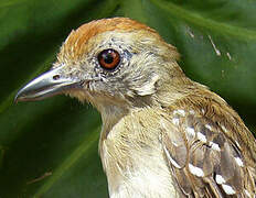 Northern Slaty Antshrike