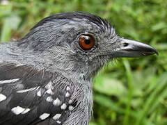 Northern Slaty Antshrike